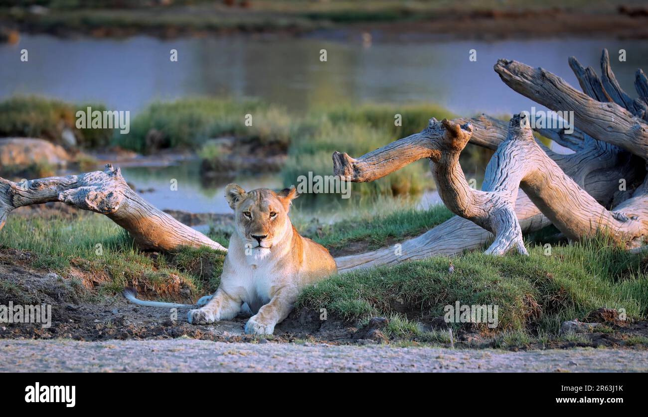 Lioness (Panthera leo) à un trou d'eau, Parc national d'Etosha, Namibie Banque D'Images