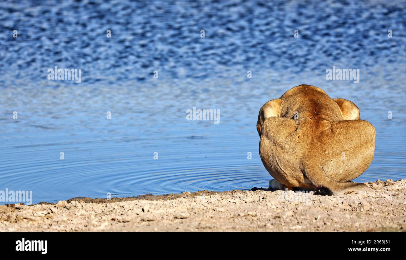 Boire du lion dans la lumière du matin, Parc national d'Etosha, Namibie Banque D'Images