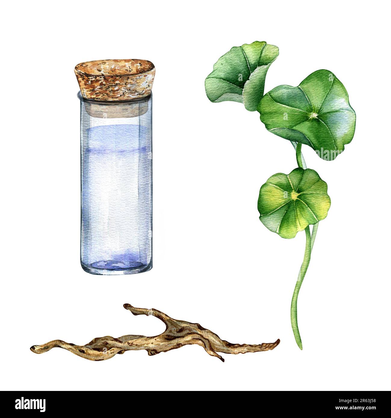 Centella asiatica, flacon en verre, branche en bois aquarelle illustration isolée sur blanc. Pennywort, plantes à base de gotu kola, cola, dessin à la main de bois flotté Banque D'Images