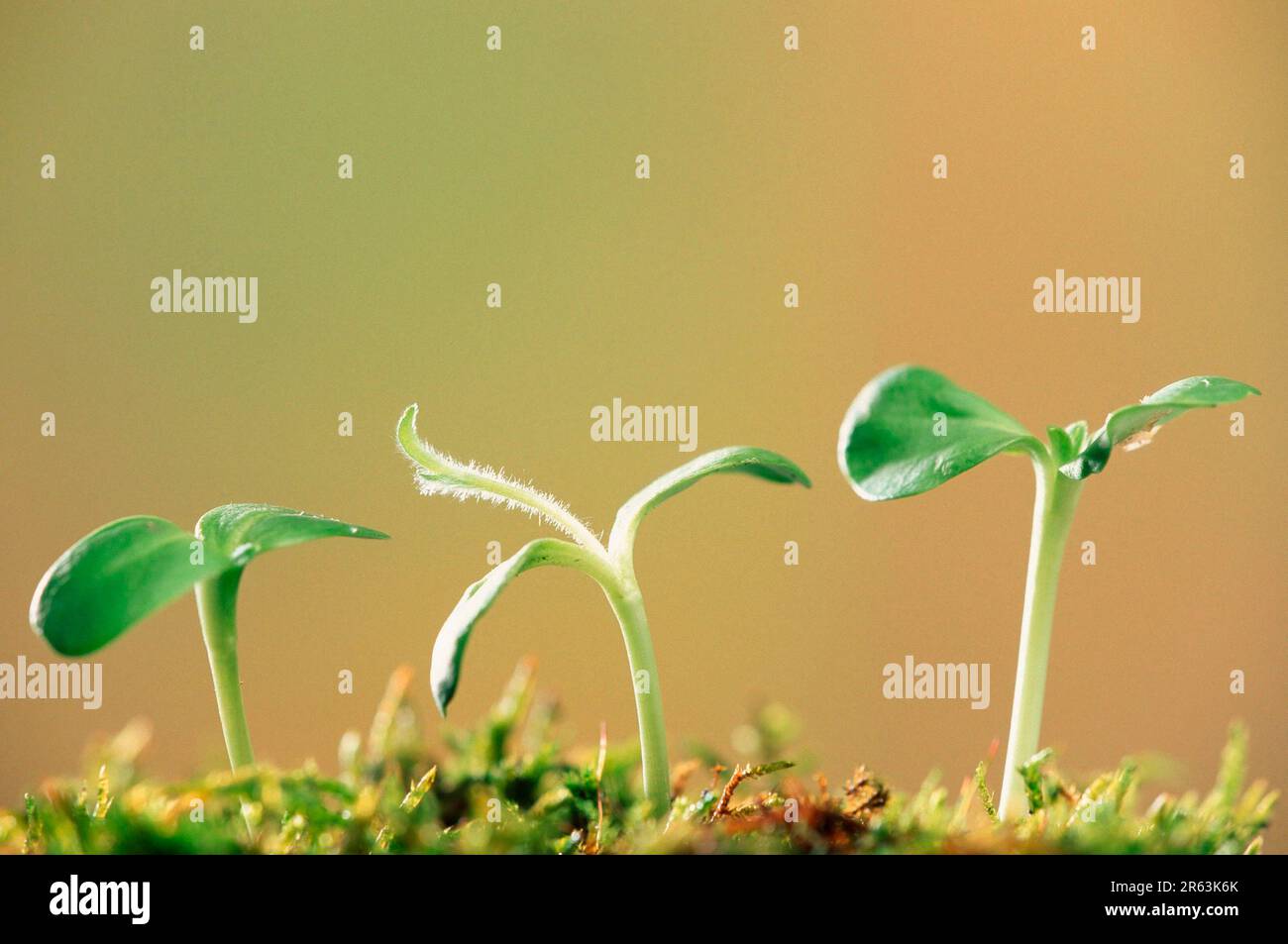Pousses de tournesol Banque de photographies et d’images à haute — free download