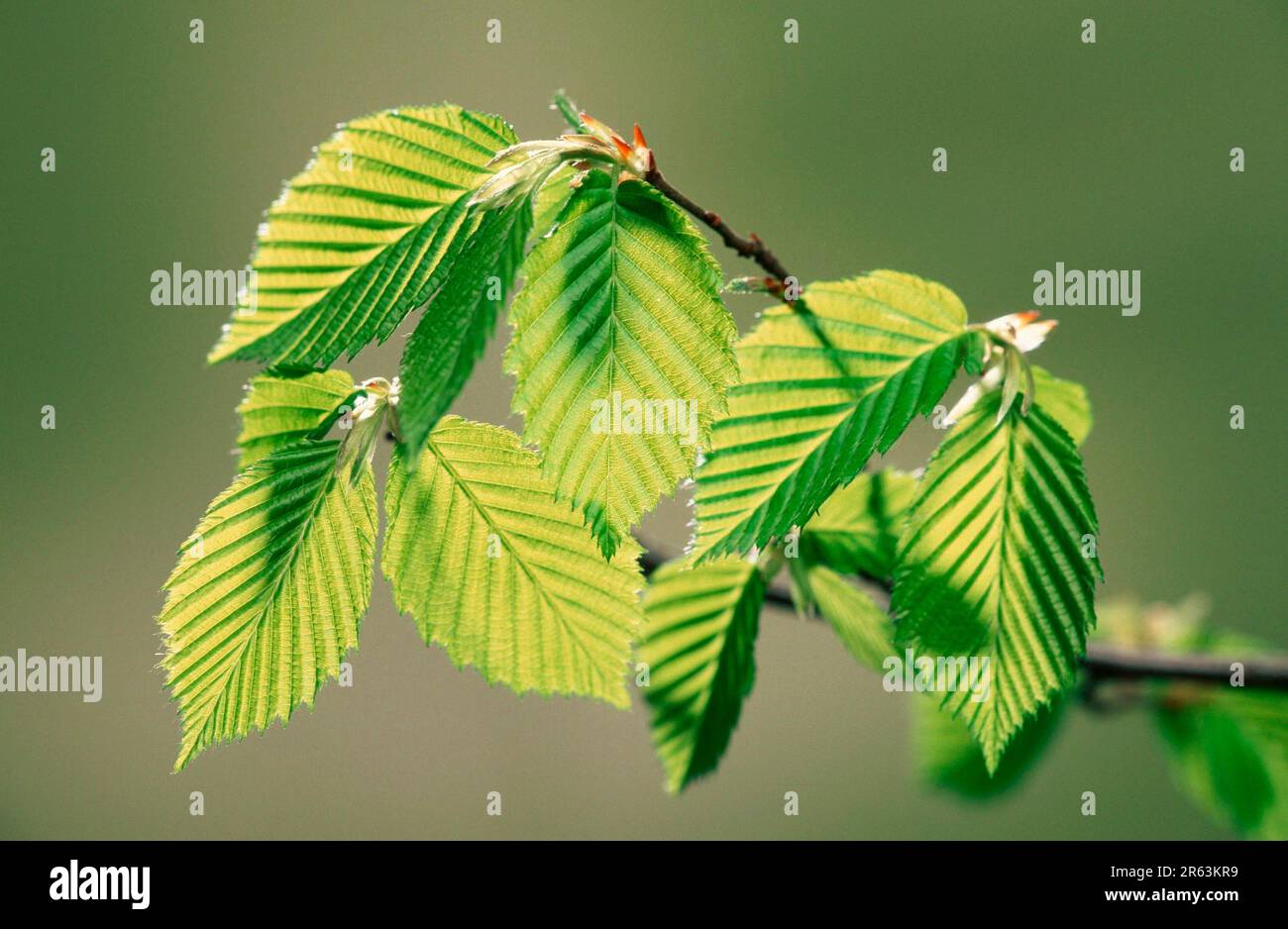 Charme (Carpinus betulus), feuilles, Hainbuche, Blaetter, Europa, europe, Pflanzen, plantes, Birkengewaechse, Betulaceae, Blatt, AST, succursale, zweig Banque D'Images