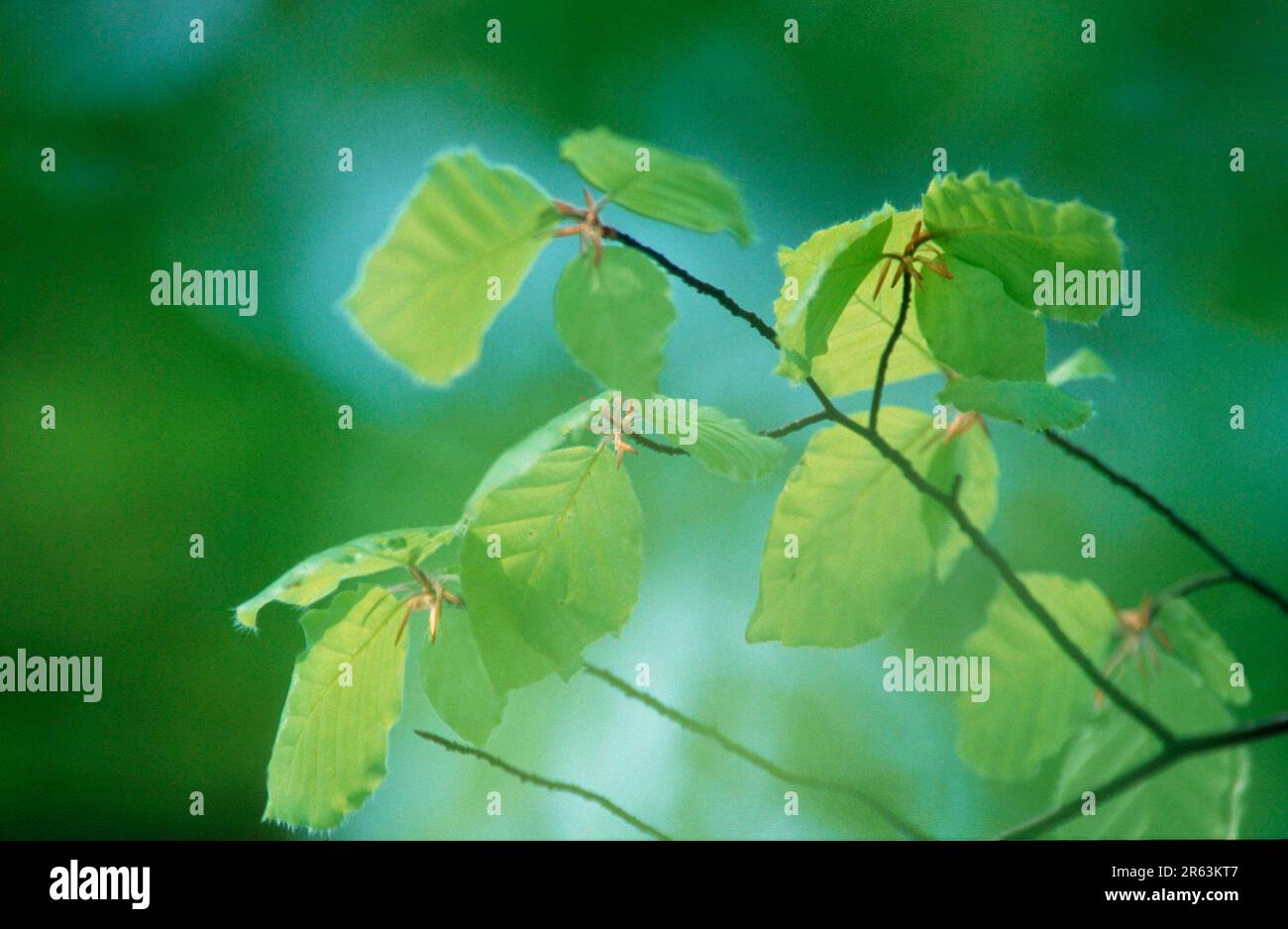 Feuilles de hêtre (Fagus sylvatica) au printemps, Rhénanie-du-Nord-Westphalie, Allemagne, Buchenlaub im Fruehling, Nordrhein-Westfalen, Deutschland, Pflanzen Banque D'Images