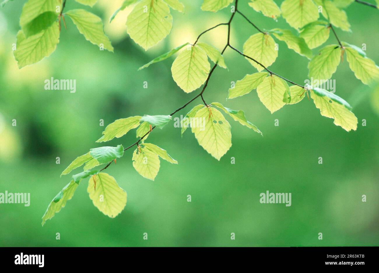 Feuilles de hêtre (Fagus sylvatica) au printemps, Rhénanie-du-Nord-Westphalie, Allemagne, Buchenlaub im Fruehling, Nordrhein-Westfalen, Deutschland, Pflanzen Banque D'Images