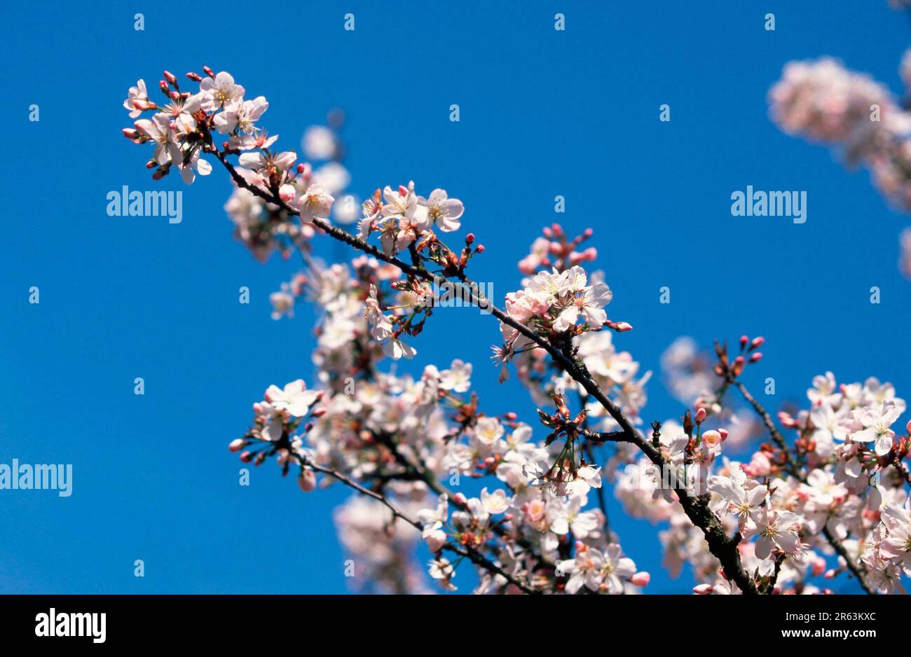 Prunus x yedoensis (Prunus x yedoensis), cerisier Yoshino, fleurs, famille des roses, Rosaceae, plantes ornementales, branche, branche, fleur, rose, ressort Banque D'Images
