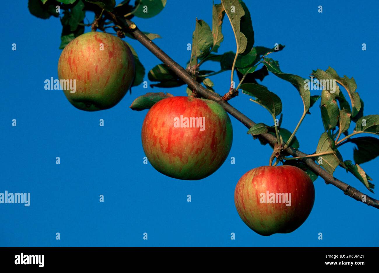 Pommes (plantes) (cultures) (fruits) (branches) (ciel) (frais) (Europe) (été) (été) (paysage) (horizontal) (trois) (trois) Banque D'Images