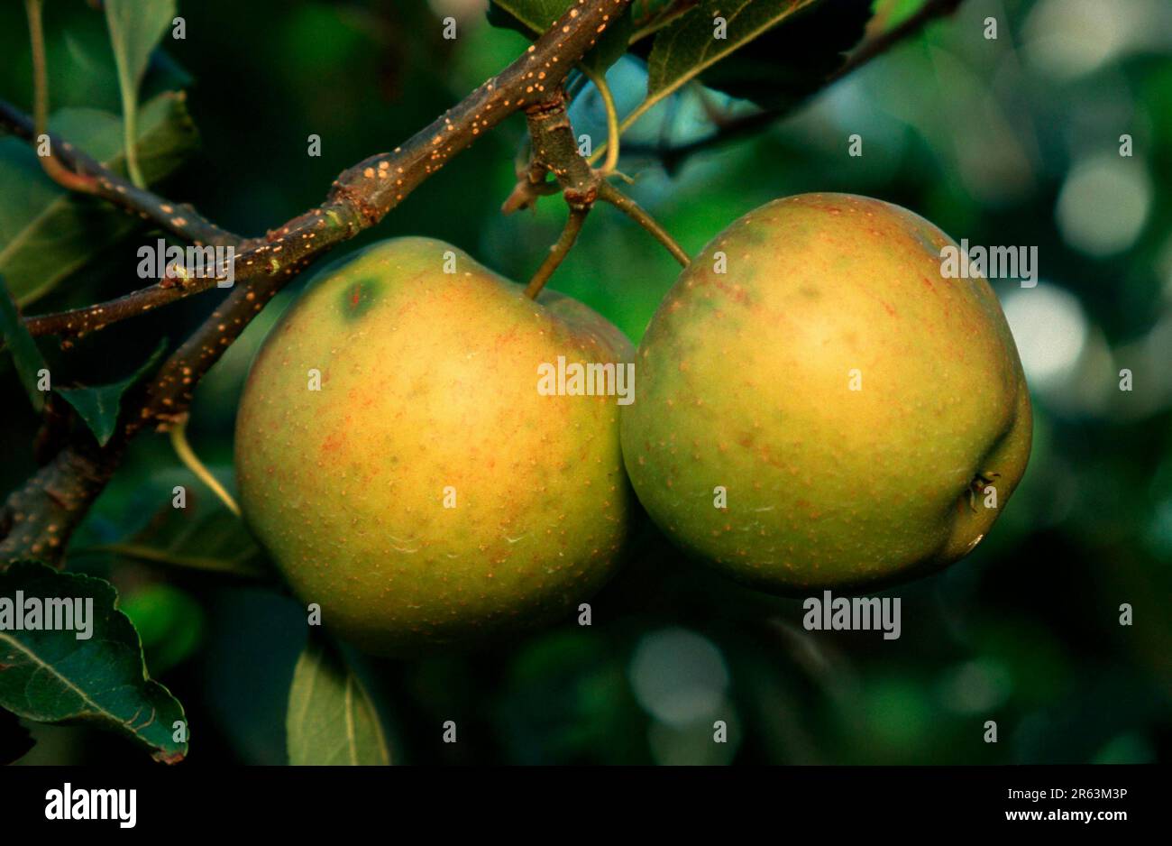Pommes (plantes) (cultures) (fruits) (fruits) (branches) (fraîches) (fraîches) (juteuses) (vertes) (vertes) (été) (paysage) (horizontales) (deux) Banque D'Images