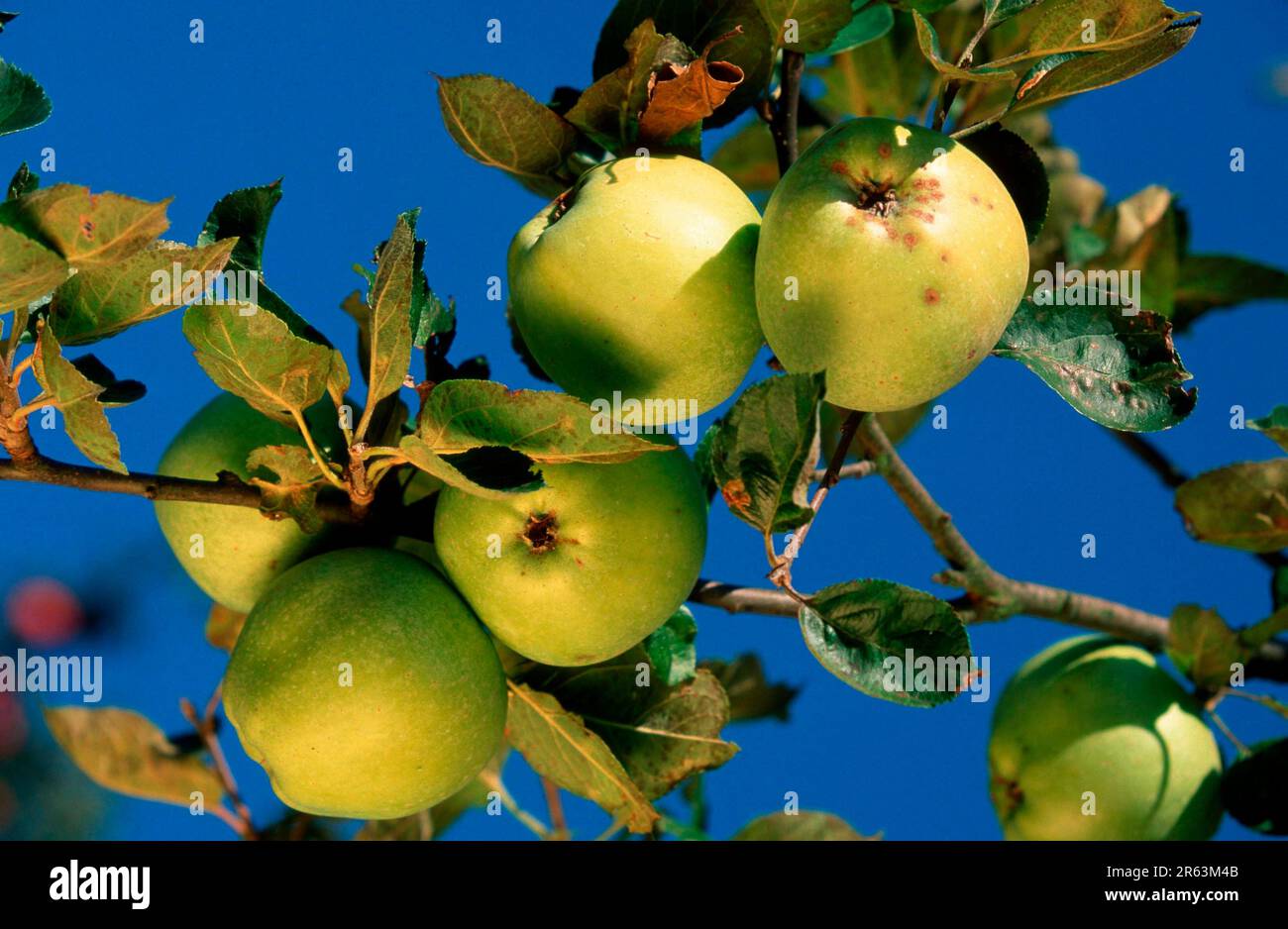 Pommes, Rhénanie-Palatinat, Allemagne, famille des roses, Rosaceae (plantes utiles), Fruit, fruits, Europe, été, paysage, horizontale, branche, branche Banque D'Images