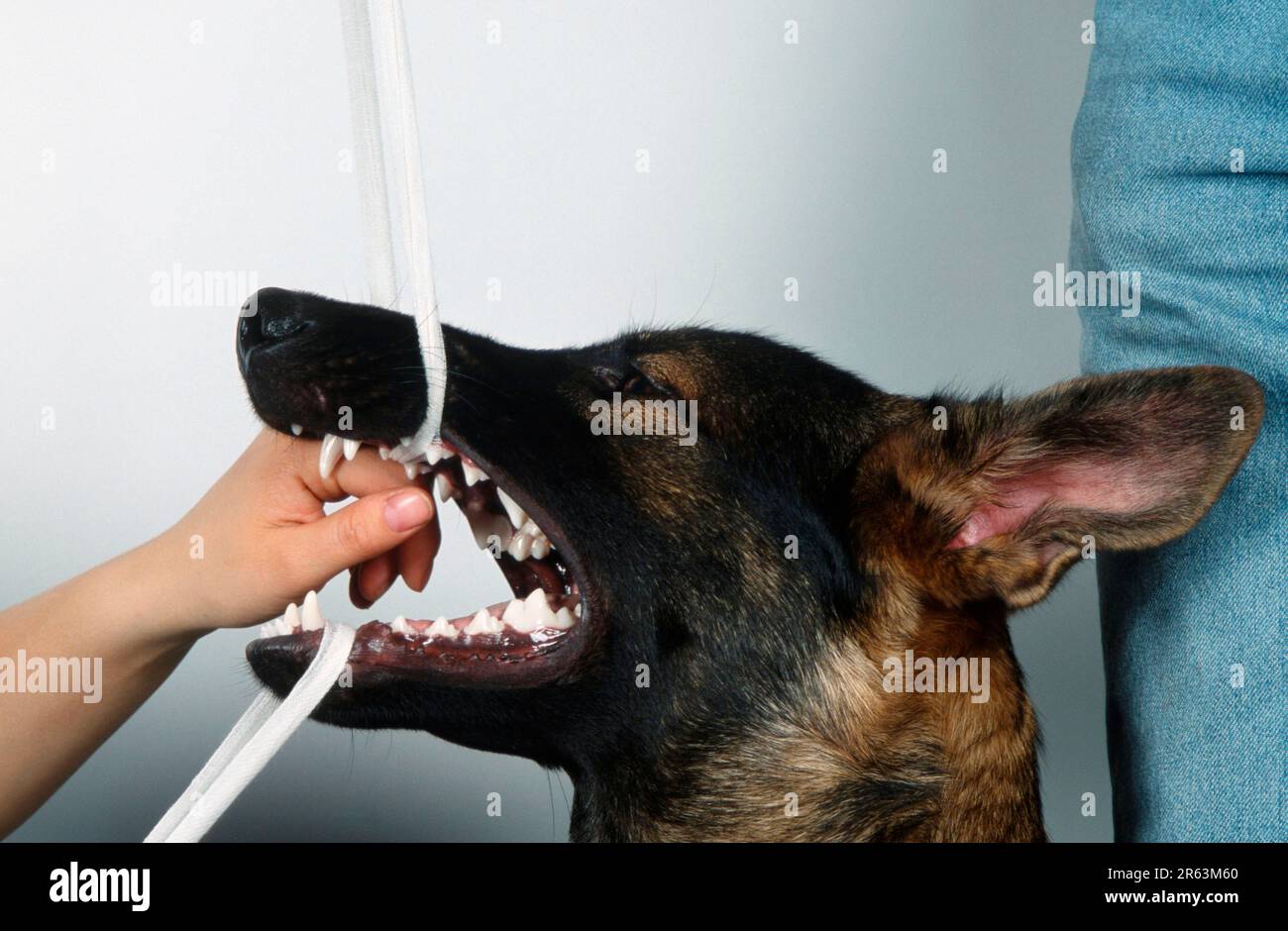 Premiers soins pour le chien, la bouche est ouverte avec des sutures pour enlever le corps étranger, le chien berger allemand, le chien berger allemand Banque D'Images