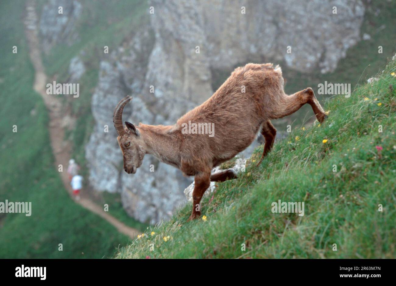 Ibex alpin (Capra ibex), animaux, Europe, montagnes, mammifères, Ongulés (animaux à capuchon), chèvres sauvages, à l'extérieur, à l'extérieur, sur les côtés, adulte Banque D'Images