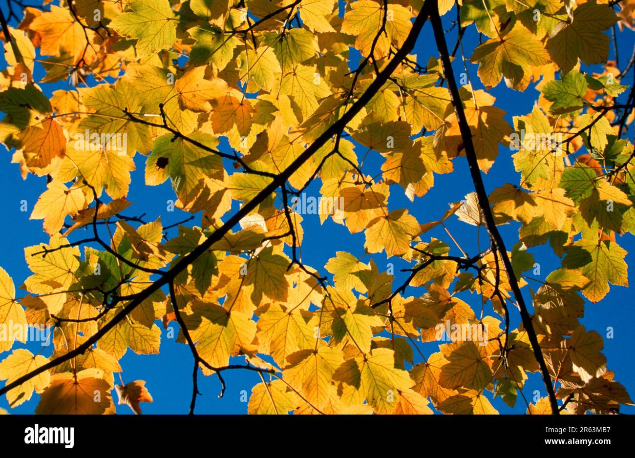 Érable sycamore (Acer pseudoplatanus) à l'automne, feuilles sycamore à l'automne, plantes, feuilles, famille de l'érable, Aceraceae, branche, branche, jaune, automne Banque D'Images