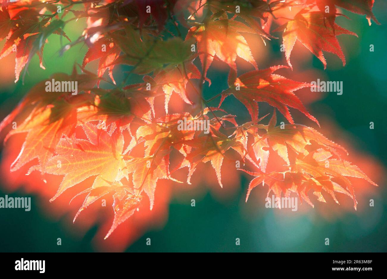 Feuilles d'érable (Acer palmatum atropurpueum), Rotblaettriger Fecherahorn, Blaetter, [Asif, asie, Japon, AST, Zweig, succursale, rotblaettriger Banque D'Images