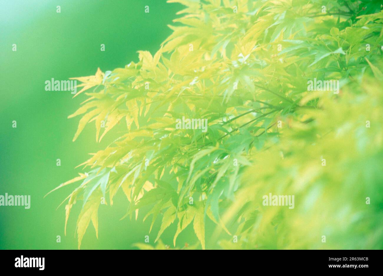 Feuilles d'érable (Acer palmatum) au printemps, Fecherahorn, Blaetter im Fruehling, Fecherahorn, Pflanzen, Plantes, Asif, asie, Ahorngewaechse, Aceraceae Banque D'Images