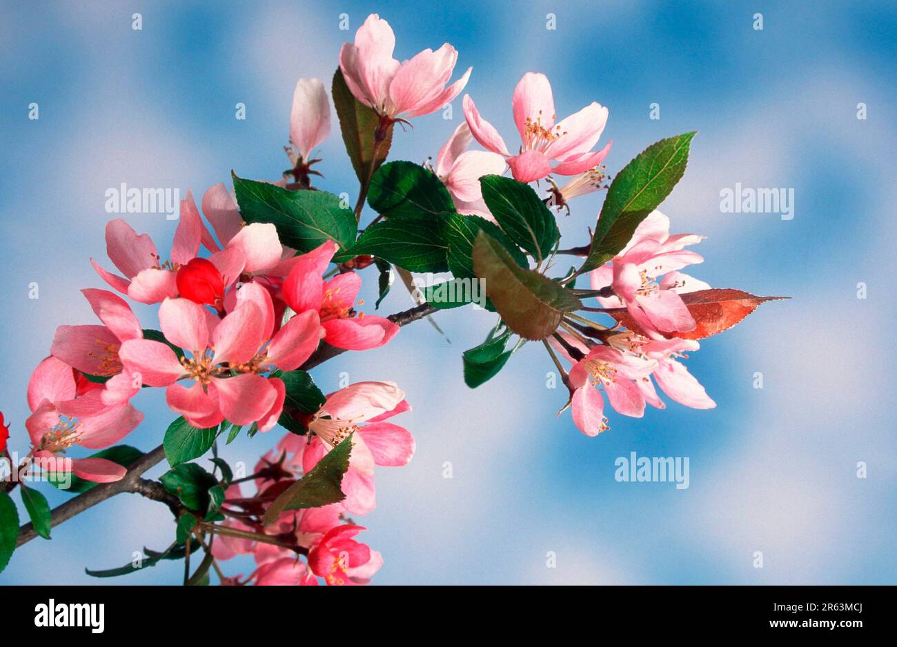 Fleurs de pomme, plantes, rose, printemps, paysage, horizontale, branche, branche, ramification Banque D'Images