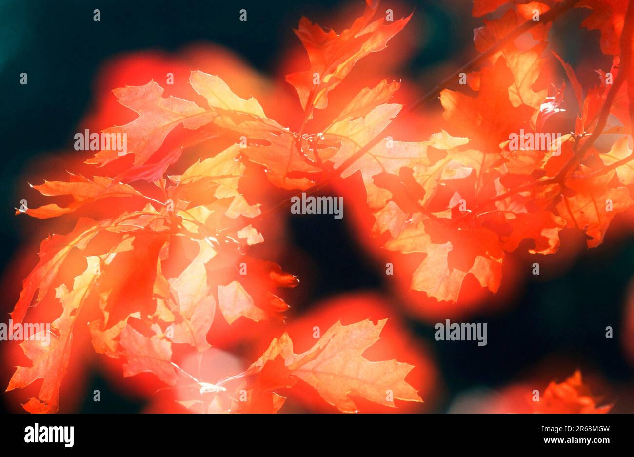 Feuilles d'automne, branche, branche, feuille, feuilles, rétroéclairage, automne, abstrait, doux, paysage, horizontale) Banque D'Images