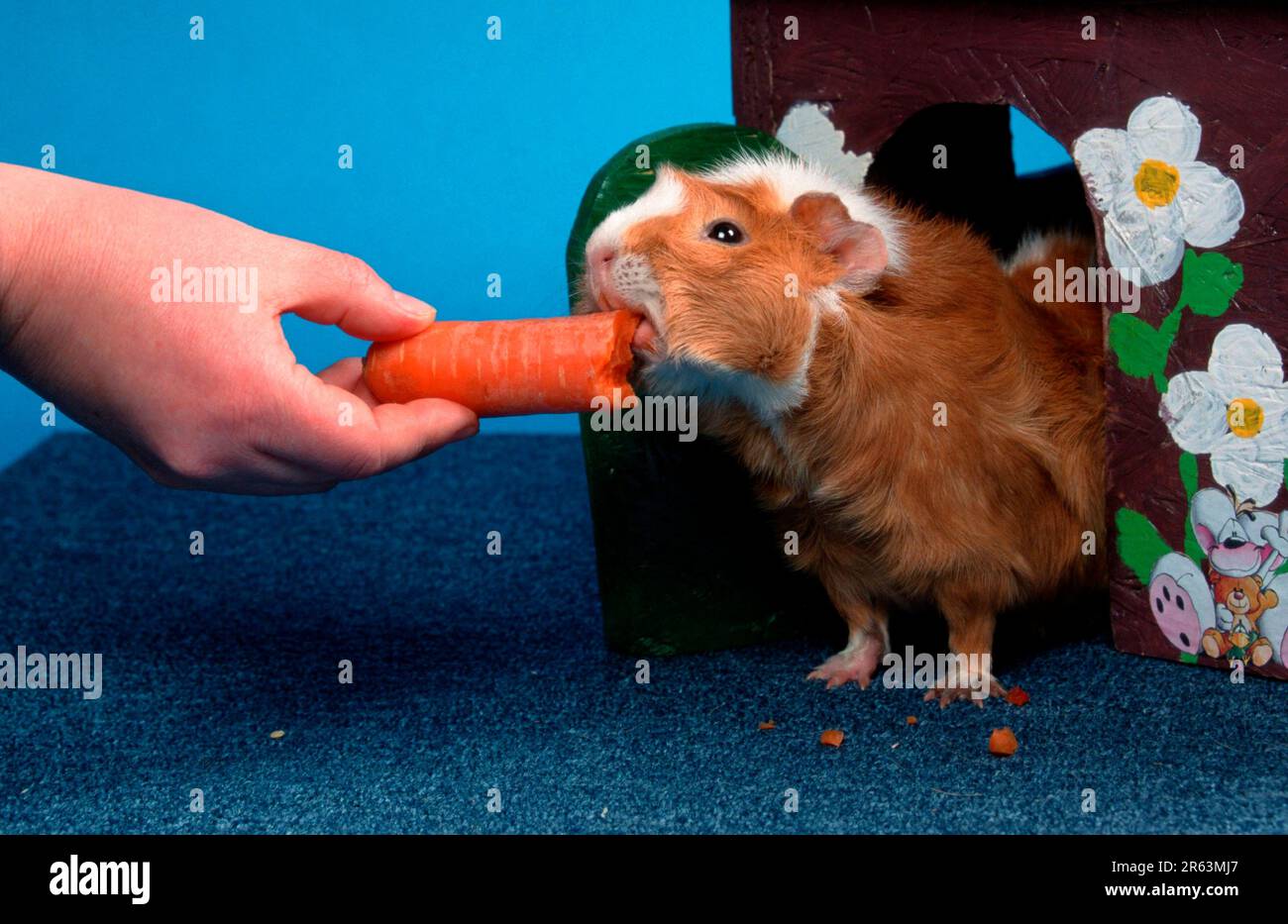 Cochon d'Inde abyssinienne, carotte rouge et blanche, cobaye rosette, rouge et blanc, carotte, carotte Banque D'Images