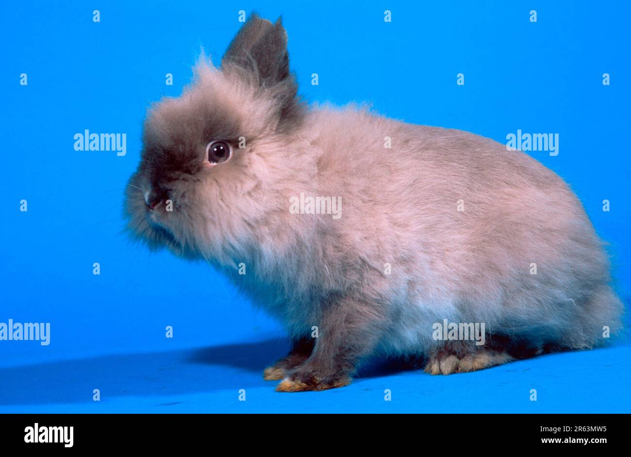 Lapin nain à la mante de lion, lapin nain à la mante de lion, Teddy, martre bleu clair (lapin