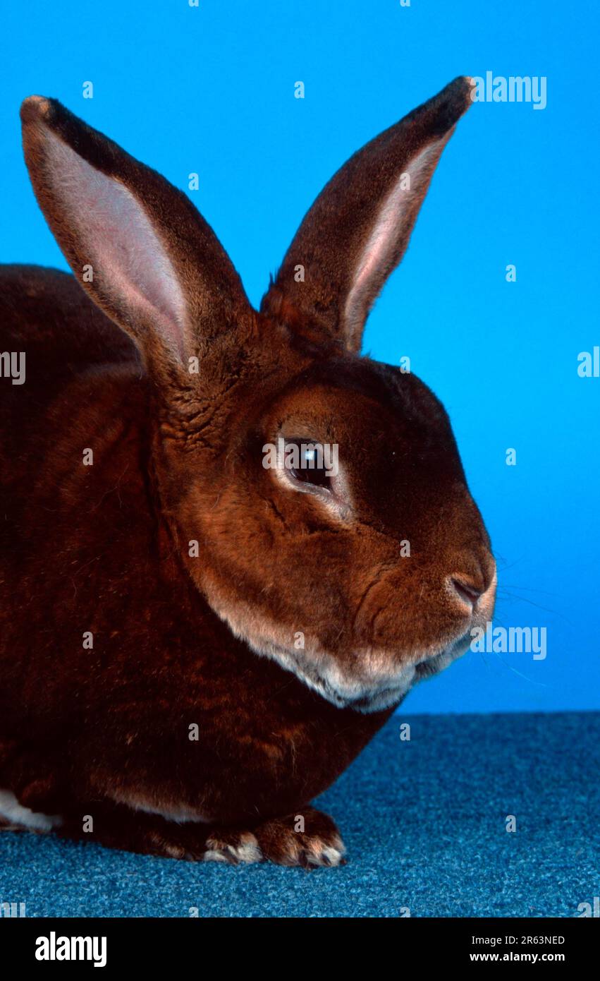 Rouleur Rex lapin, lapin domestique Banque D'Images