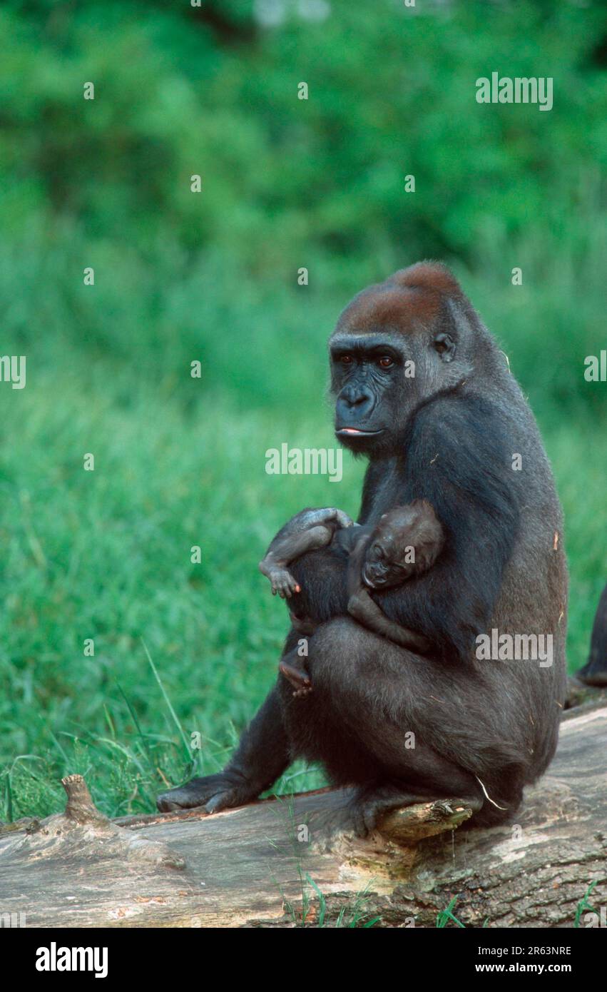 Les Gorilles de l'ouest, avec de jeunes femelles (Gorilla gorilla gorilla) Banque D'Images