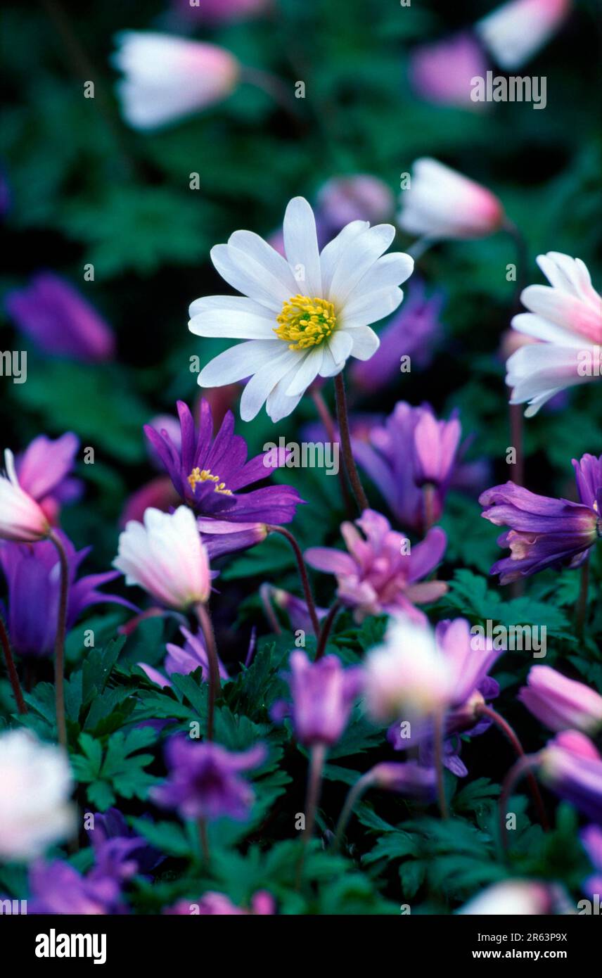 Anemones (Anemone blanda), Balkan-Anemonen, [Europa, europe, Pflanzen, Plantes, Blumen, fleurs, Hahnenfussgewaechse, Ranunculaceae, Blueten, floraison Banque D'Images