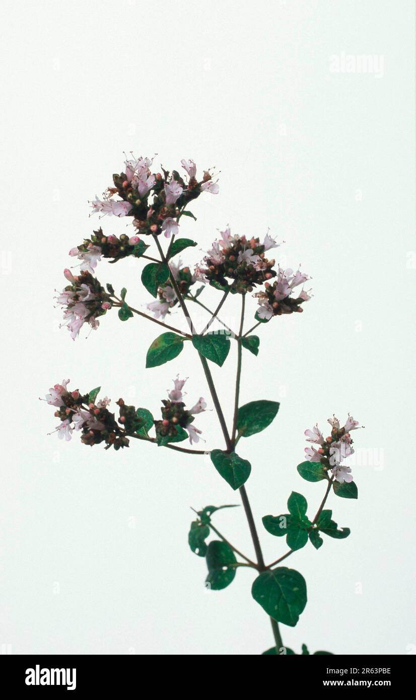 Majoram, origan (Origanum vulgare), origan, Wilder Majoran, Dost, [Europe, europe, Pflanzen, plantes, Gewuerzpflanzen, Pot herbes, Lippenbluetler Banque D'Images