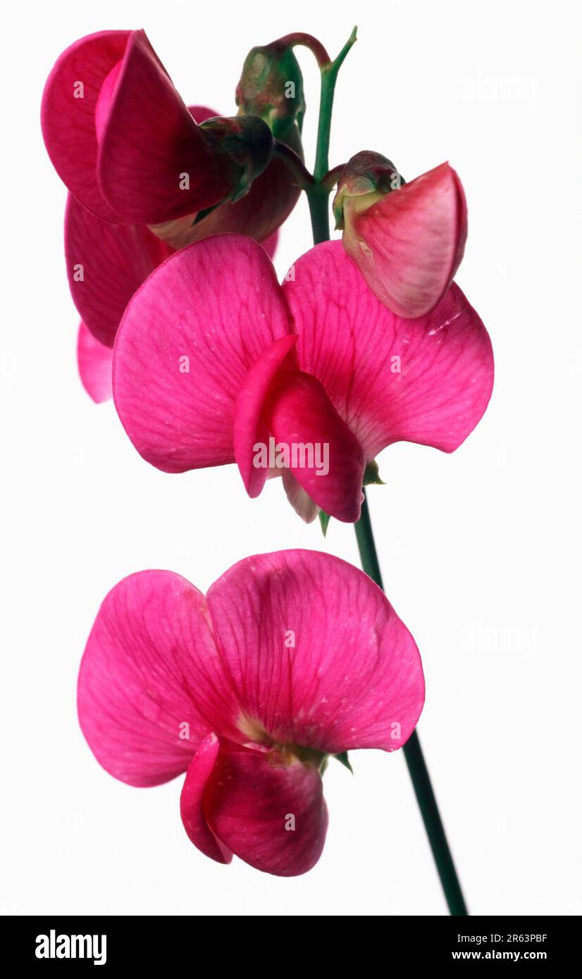 Edelwicke, fleurs (Lathyrus odoratus), Blueten, [Pflanzen, Plantes (Leguminosae), Gartenpflanze, plante de jardin, Blumen, fleurs Banque D'Images