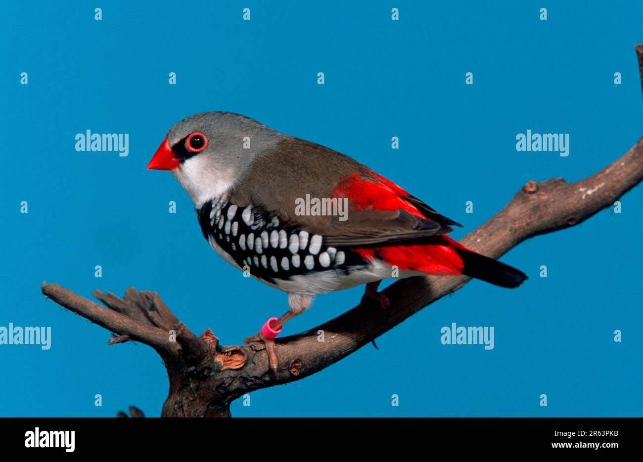 Diamant (Stagonopleura guttata) Banque D'Images