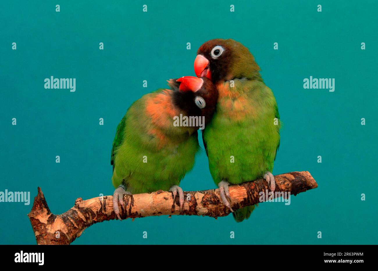 Black Cheeked Lovebirds Banque De Photographies Et D images Haute black-cheeked-lovebirds-banque-de-photographies-et-d-images-haute