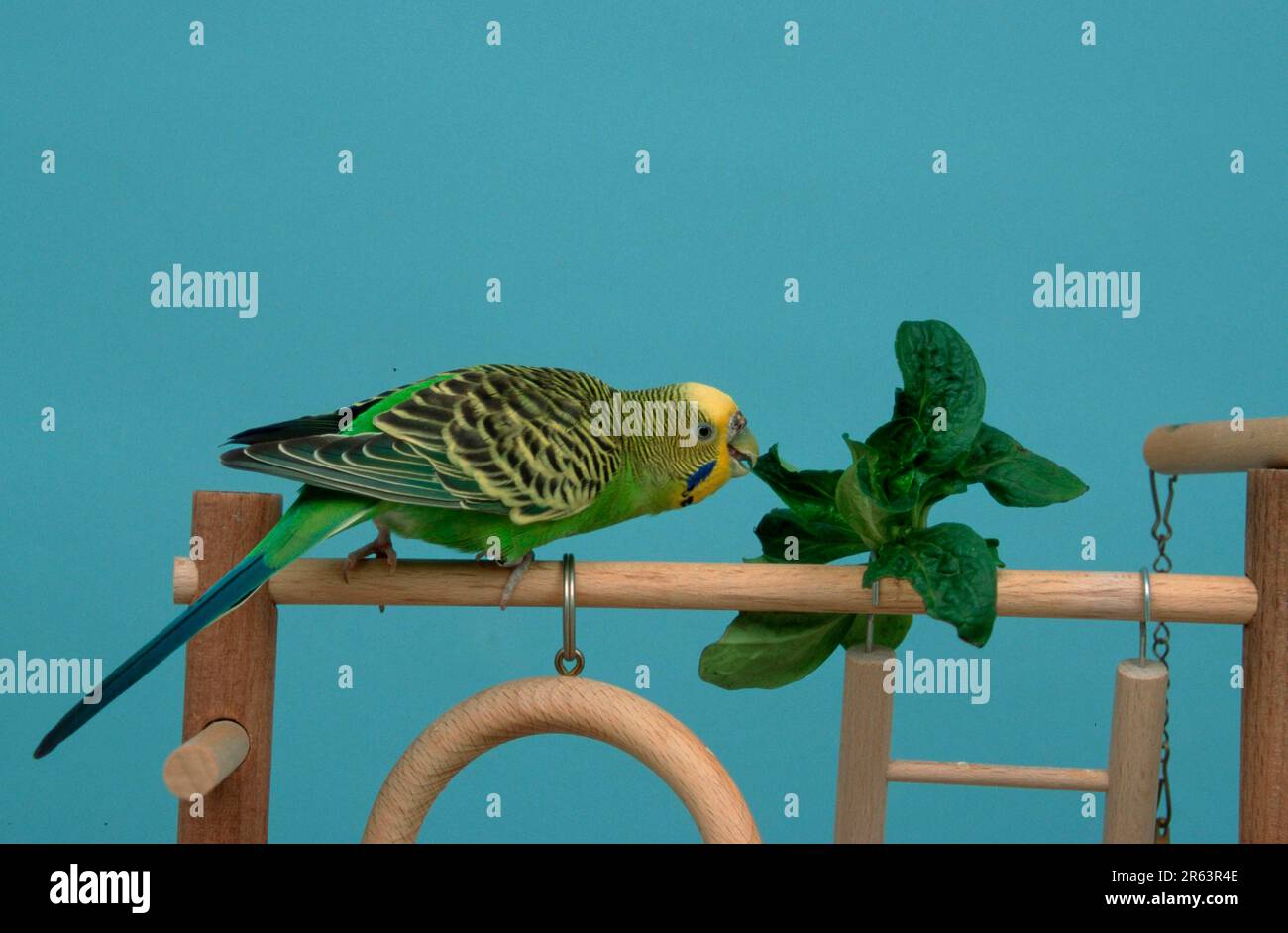 Budgerigar (Melopsittacus undulatus), femme, salade, Budgie Banque D'Images