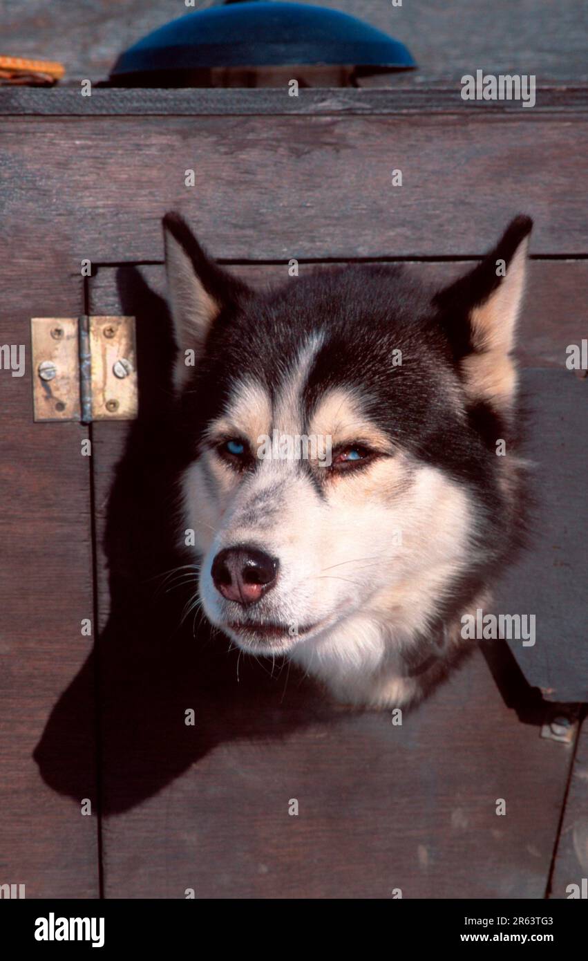Husky sibérien regardant hors du transporteur, Husky sibérien regardant hors du transporteur (animaux) (mammifères) (chien domestique) (animal de compagnie) (extérieur) (extérieur) Banque D'Images