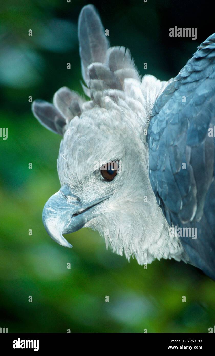 Harpy Eagle (Harpia harpyja), côté, profil Banque D'Images