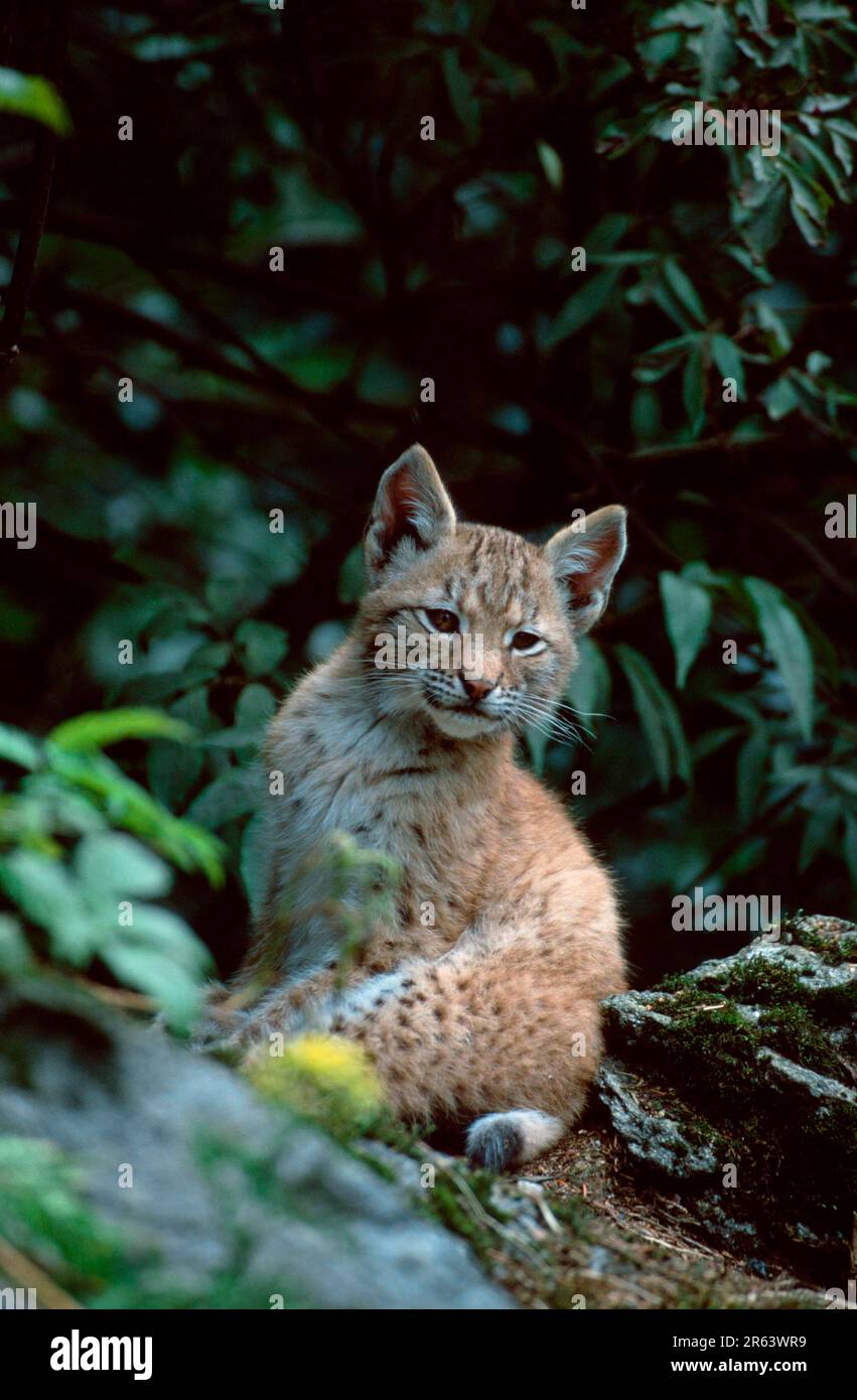 Lynx d'Europe (Lynx lynx), cub Banque D'Images