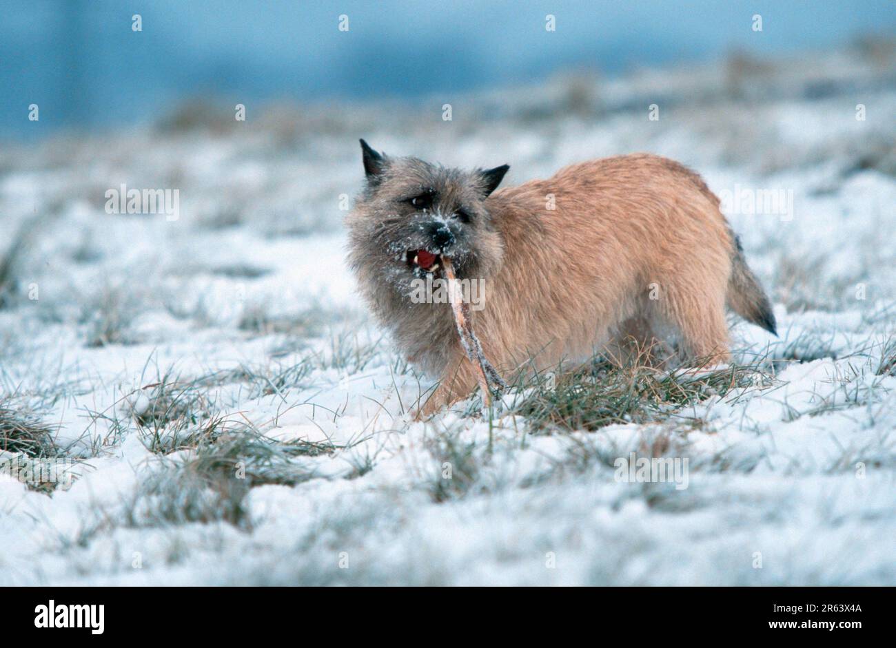Terrier de Cairn, wheaten, Terrier de Cairn, wheaten (mammifères) (animaux) (chien domestique) (extérieur) (branche) (paysage) (horizontal) (côté) (neige) Banque D'Images