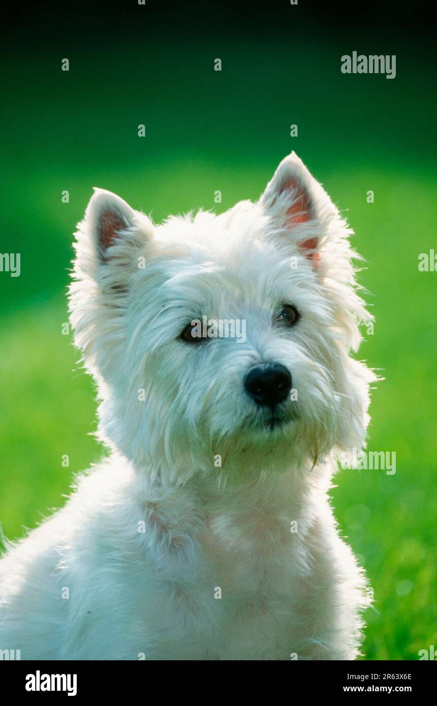 West Highland White Terrier, Westie Banque D'Images