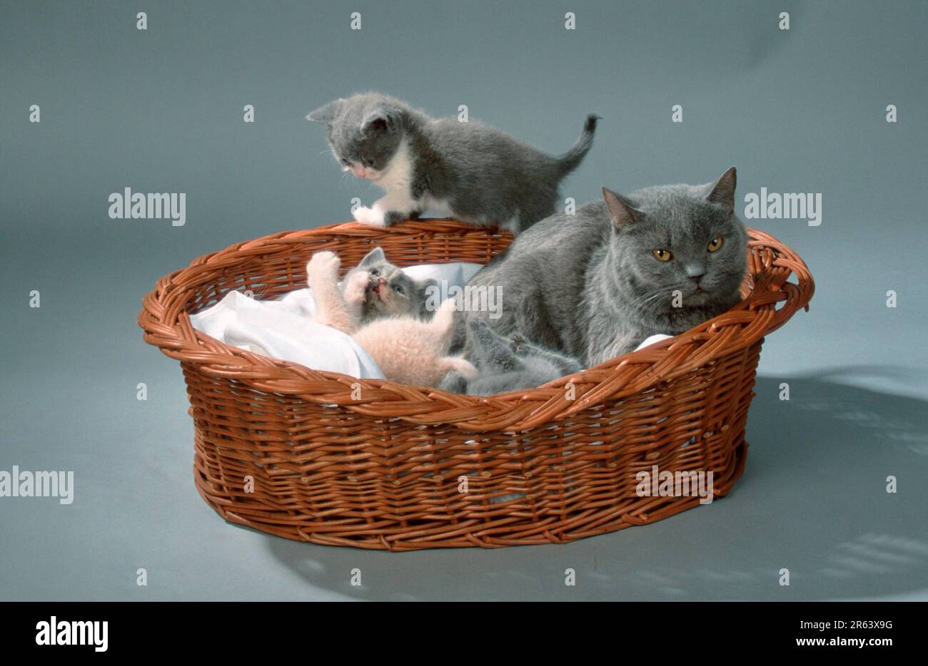 British Shorthair Cat avec chatons, 6 semaines, intérieur, studio, panier de chat, panier de chat Banque D'Images