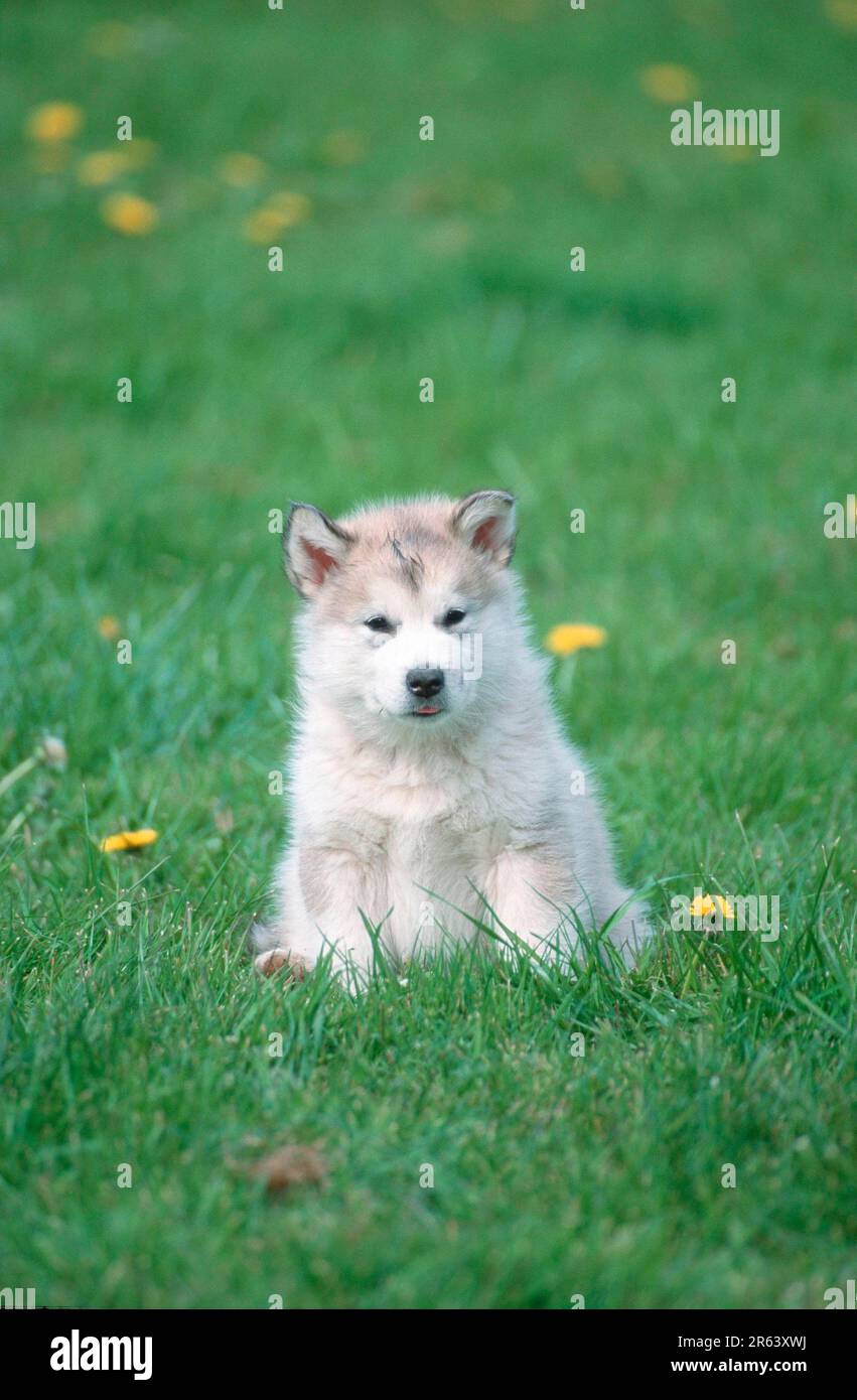 Malamute d'Alaska, chiot, 6 semaines, chiot, 6 semaines (mammifères) (animaux) (chien domestique) (animal de compagnie) (extérieur) (extérieur) (frontal) (tête sur) (à partir du Banque D'Images