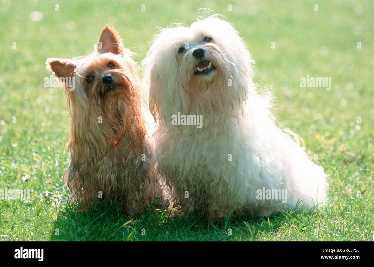Le maltais et Yorkshire Terrier Banque D'Images