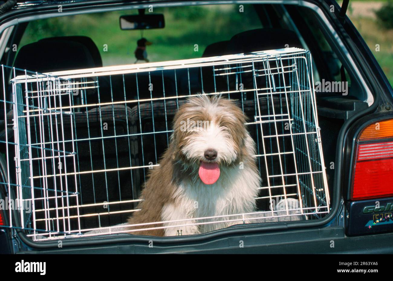 Collie barbu, chiot, dans la boîte de voiture Banque D'Images