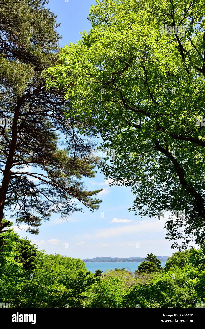 Vue sur la baie de Matsushima depuis la montagne Soukanzan Banque D'Images
