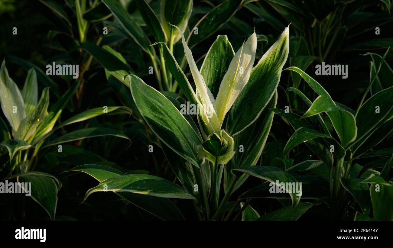 Cordyline fruticosa ou plante Ti, d'autres noms sont Ki, arbre de chou et hawaïen bonne chance. Plante d'intérieur populaire pour ses jolies stries de feuilles multicolores. Banque D'Images