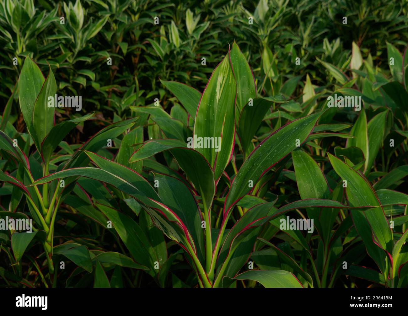 Cordyline fruticosa ou plante Ti, d'autres noms sont Ki, arbre de chou et hawaïen bonne chance. Plante d'intérieur populaire pour ses jolies stries de feuilles multicolores. Banque D'Images