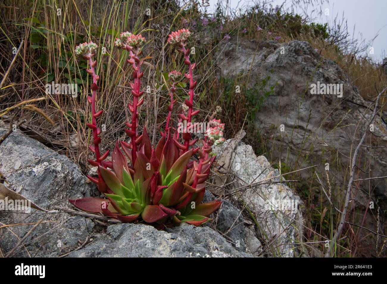 Canyon Dudleya ou live-Forever, Dudleya cymosa, une plante indigène succulente de la Californie floraison à point Reyes National Seashore, CA. Banque D'Images