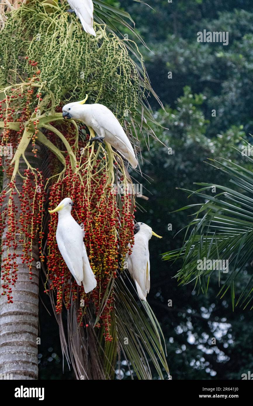 Cacatua galerita (Cacatua galerita) se nourrissant des fruits d'un palmtree, Far North Queensland, FNQ, Australie Banque D'Images