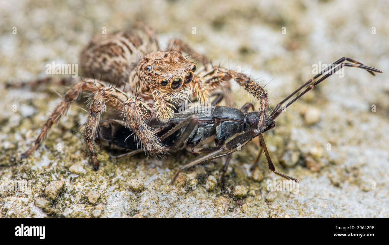 Araignée sauteuse mangeant la proie noire sur le sol de ciment, foyer sélectif, photo macro de l'insecte. Banque D'Images