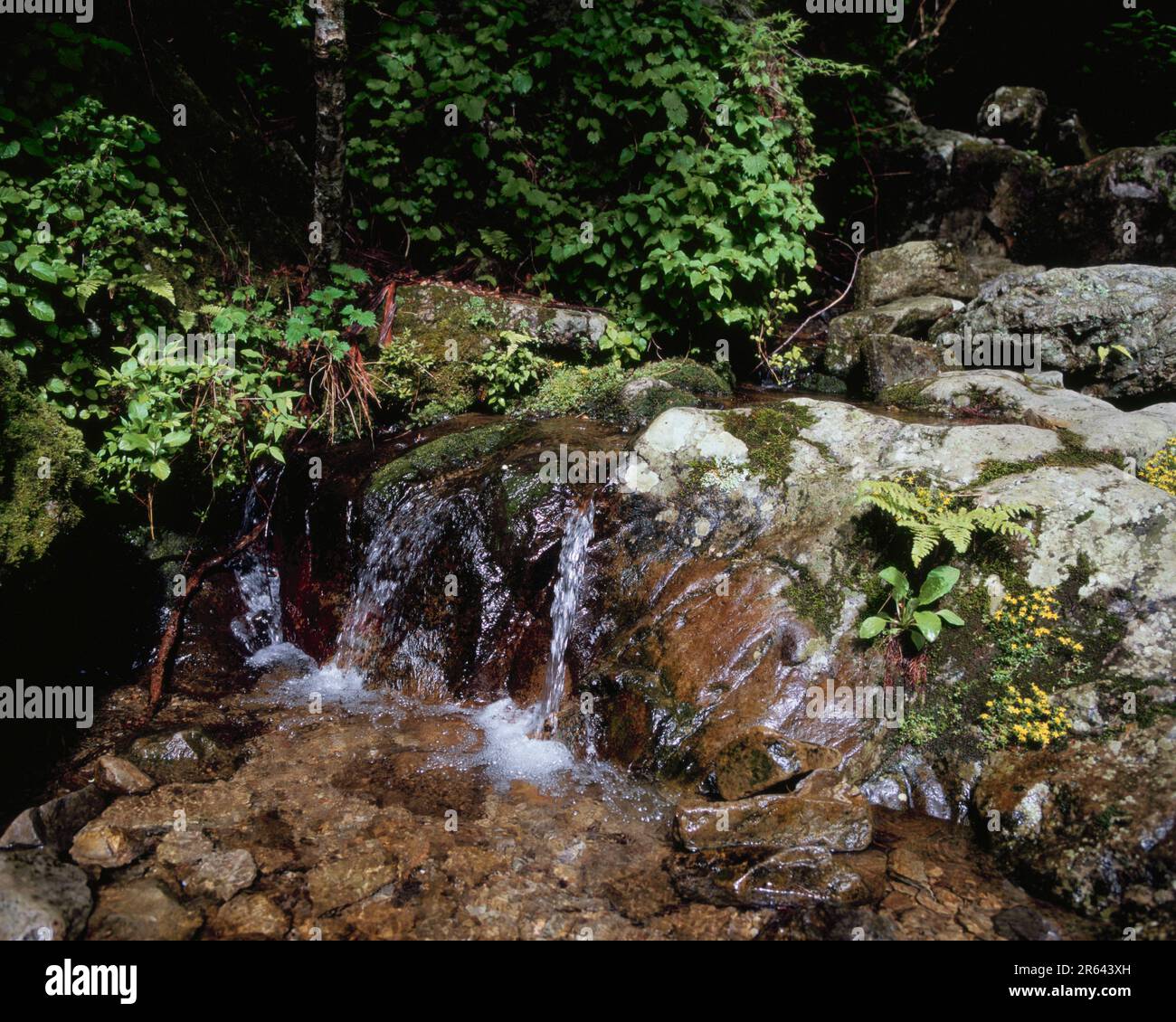 Sources de la rivière Shimanto Banque D'Images