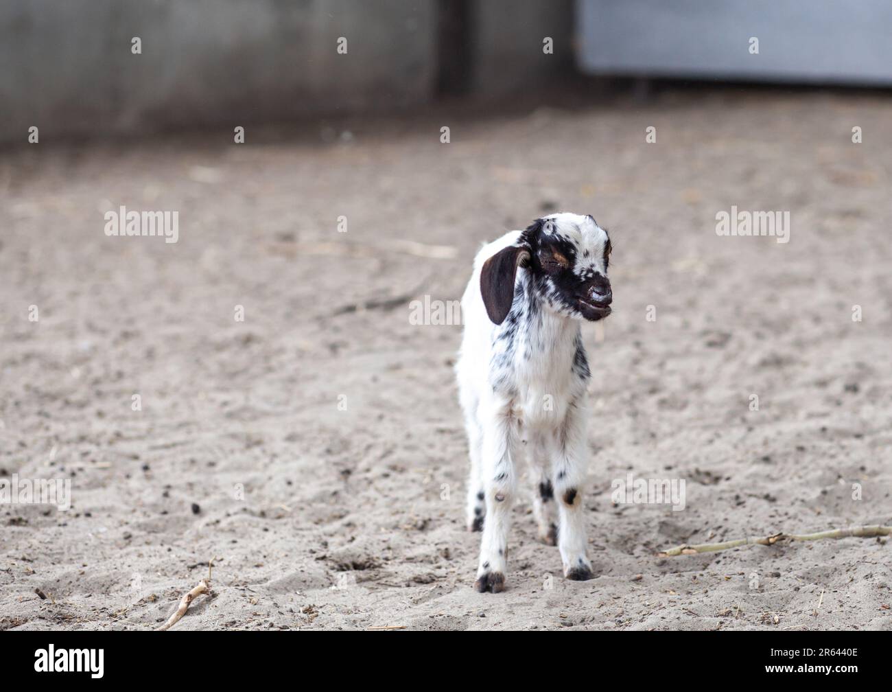 Gros plan de petite chèvre noir et blanc. Les chèvres Jolly corned et les petites chèvres tachetées jouent sur la ferme Banque D'Images