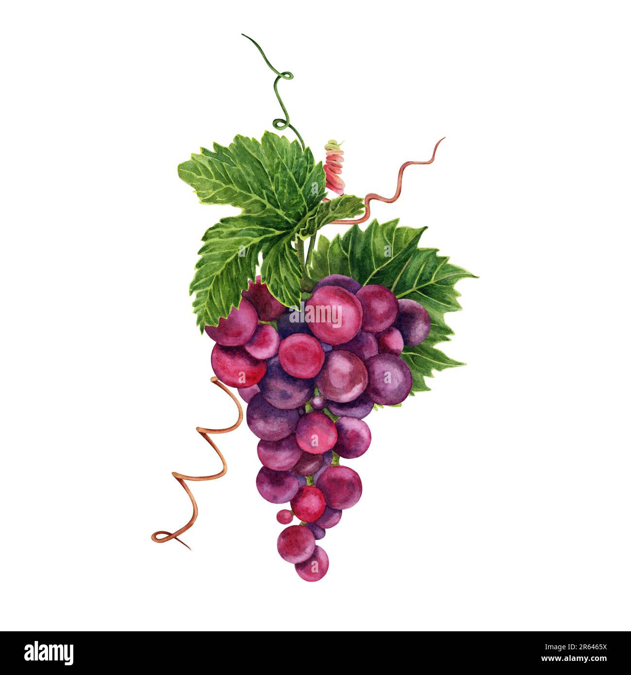 Bouquet de raisins avec des feuilles de vigne vertes et des tendrils. Illustration aquarelle dessinée à la main isolée sur fond blanc. Banque D'Images