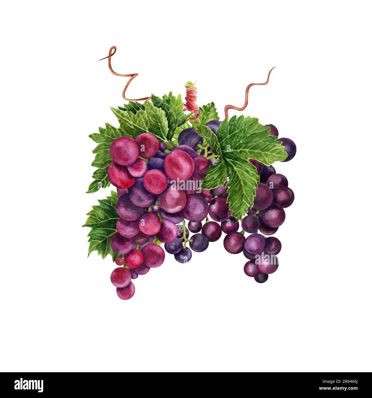 Bouquet de raisins rouges avec des feuilles de vigne vertes et des tendrils. Illustration aquarelle dessinée à la main isolée sur fond blanc. Banque D'Images