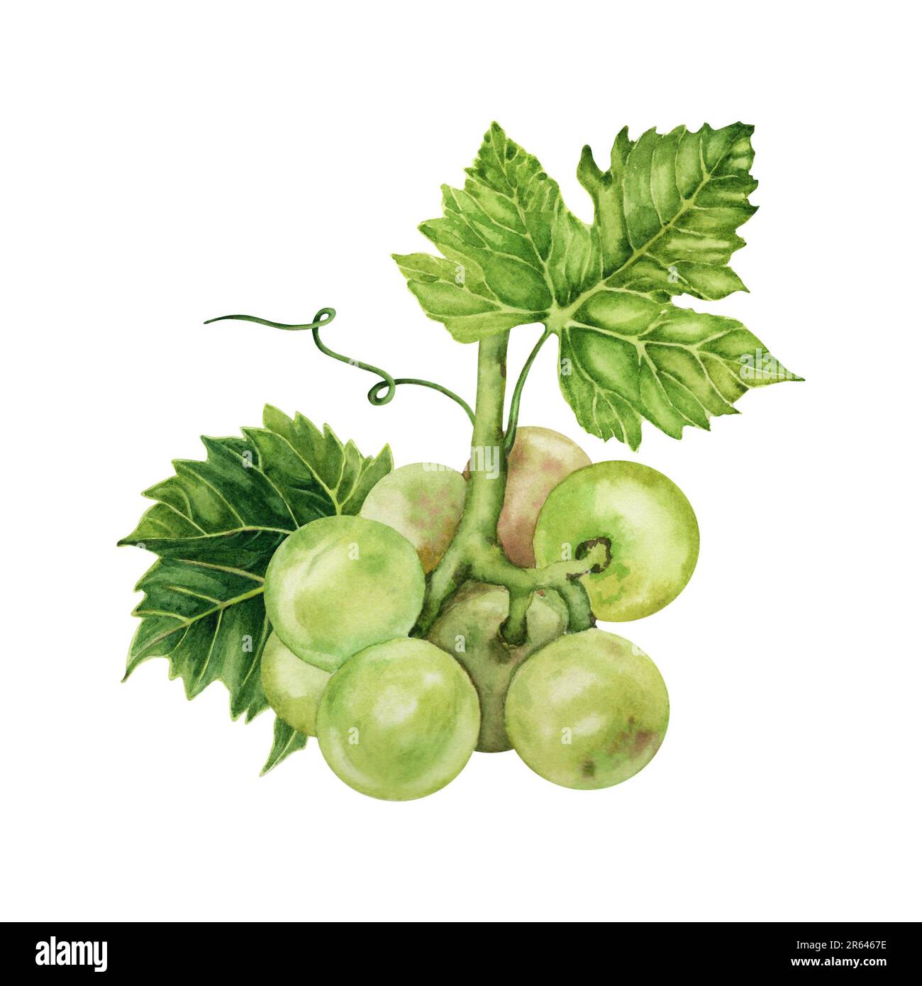 Bouquet de raisins verts avec une feuille de vigne verte. Illustration aquarelle dessinée à la main isolée sur fond blanc. Banque D'Images