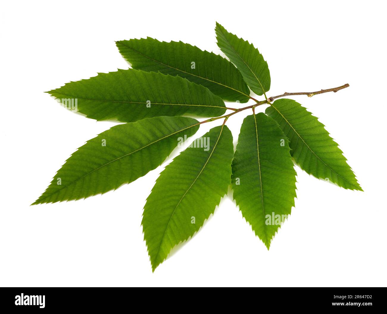 Branche de châtaignier avec feuilles isolées sur fond blanc Banque D'Images