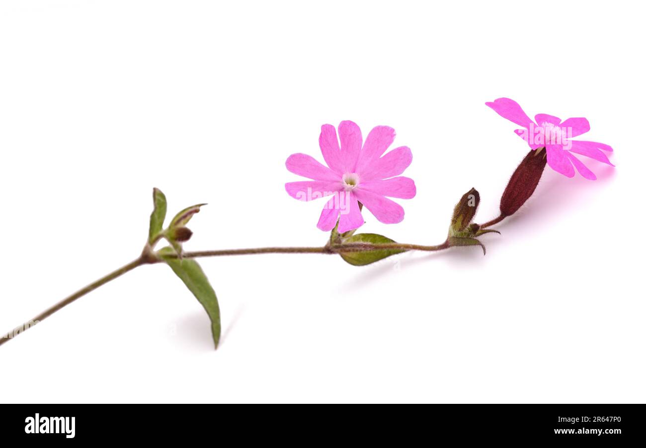 Rouge campion fleurs tête isolée sur blanc Banque D'Images